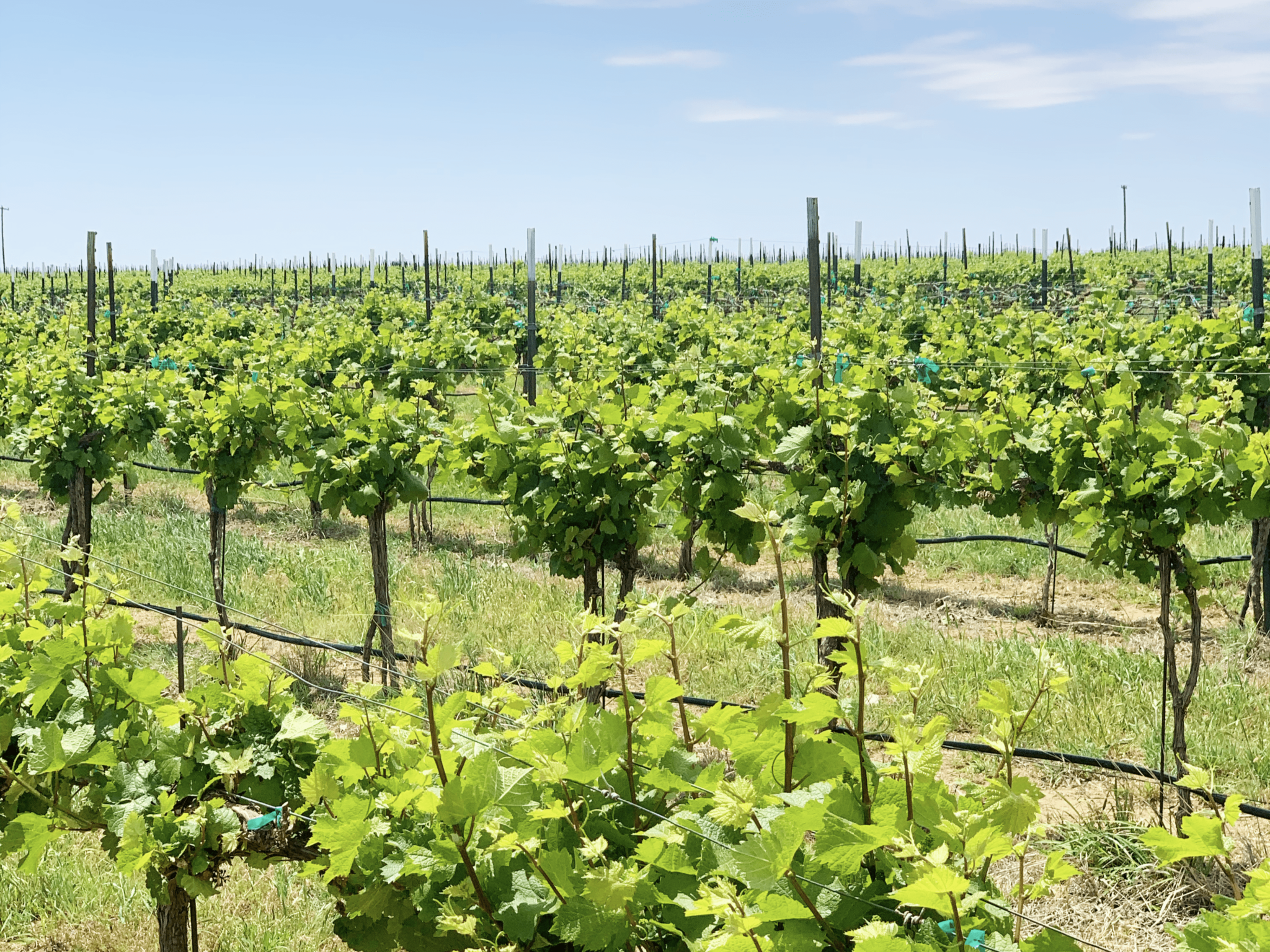 Rows of vines at Cerro Santo vineyard near Lubbock, Texas.