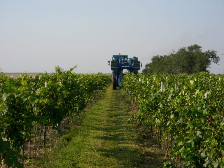 A still of a harvester within rows of vines at the Cerro Santo vineyard